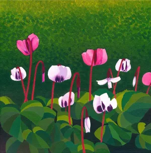 Cyclamen