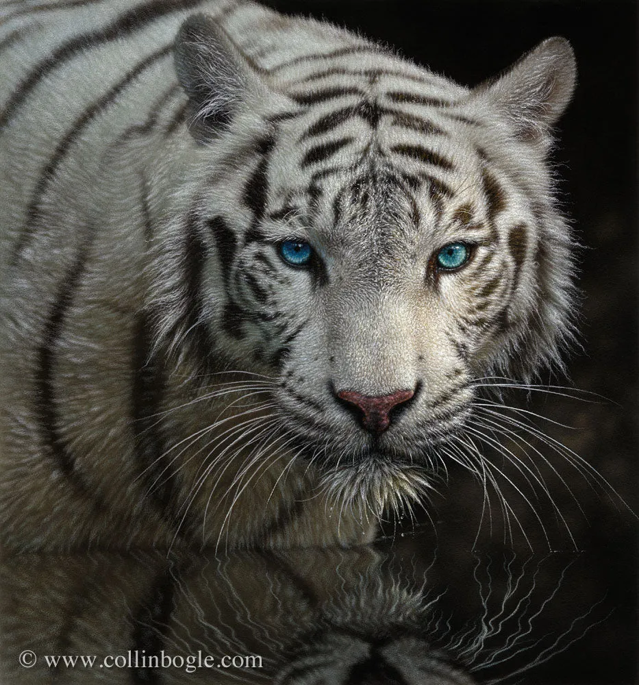 Into the Light - White Tiger