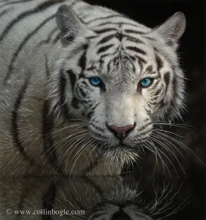 Into the Light - White Tiger