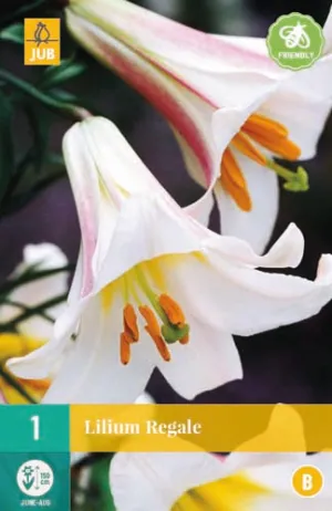 Lilium Regale 16/18