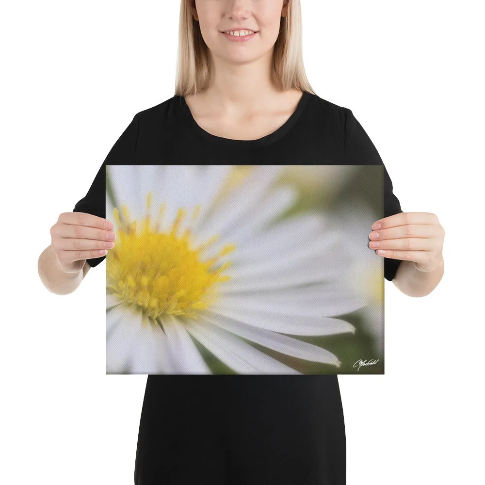 The Daisy Dream Canavs (2/2)