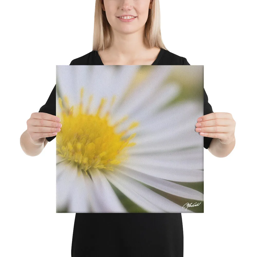 The Daisy Dream Canavs (2/2)