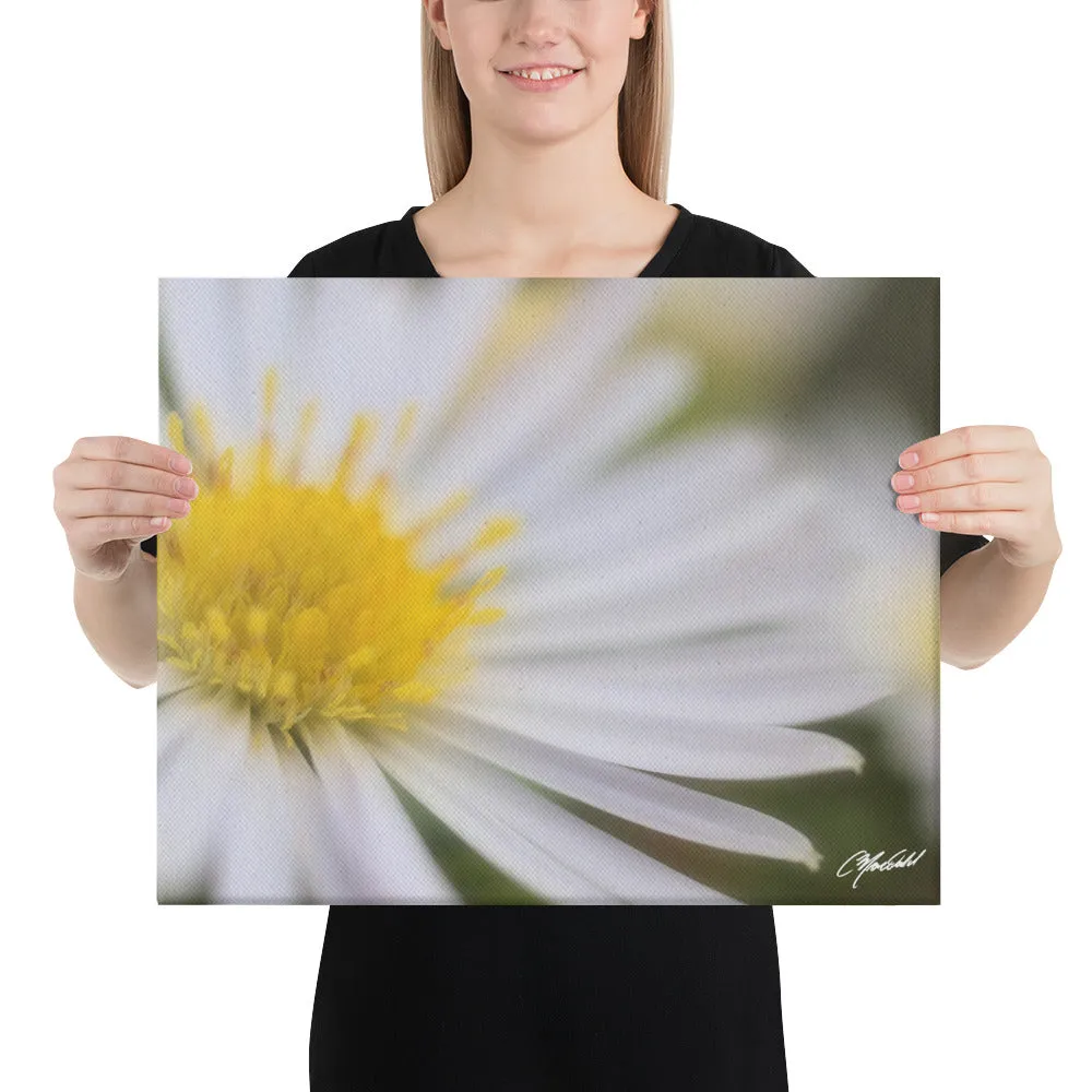 The Daisy Dream Canavs (2/2)