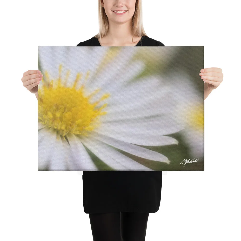 The Daisy Dream Canavs (2/2)