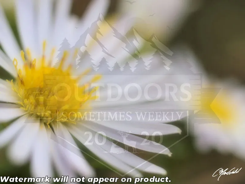 The Daisy Dream Canavs (2/2)