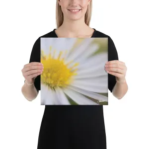 The Daisy Dream Canavs (2/2)